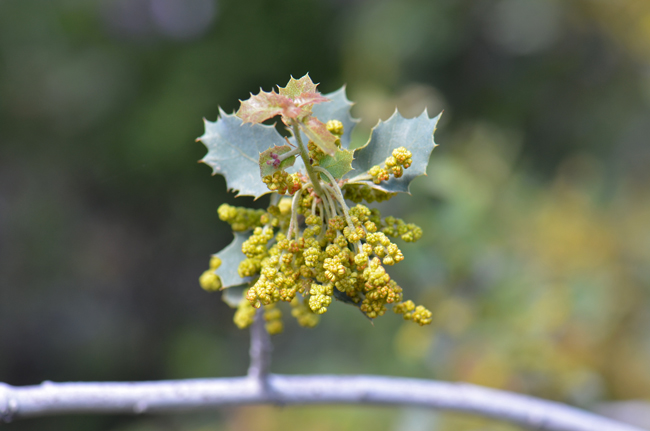 Sonoran Scrub Oak has greenish-yellow flower that are unisexual with male and female flowers on the same plant. The flowers are wind-pollinated, and the fruits are solitary acorns. Quercus turbinella 